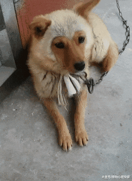 男子回农村老家，一进院子就被狗逗笑了：猴哥，投错胎了吧？