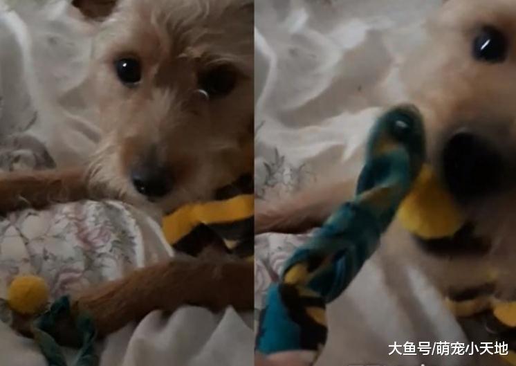 好好吃！调皮汪专咬昂贵发圈，妈妈心累：才绑过两次