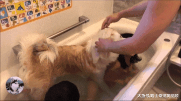 秋田犬去看医生，因为中途换了男医生，结果狗子表情就变了