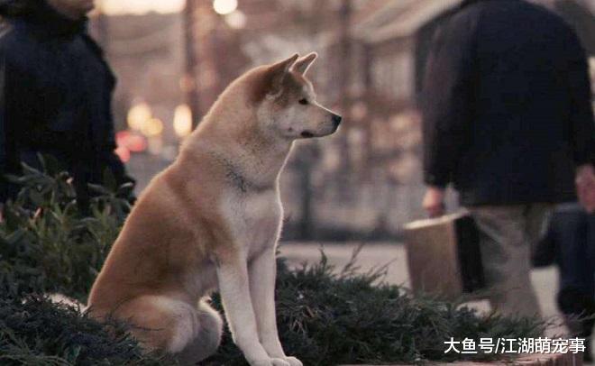 如果狗狗有下面4种行为，说明它不再忠诚你了