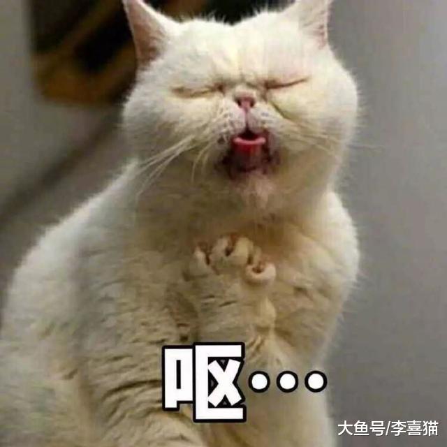 猫咪呕吐背后其实另有三点原因，毛球症只是少数情况