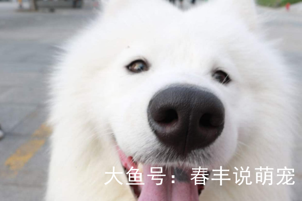 “总有刁民想害朕”生活中这些隐患可能危及到狗狗的生命，还不快来看？