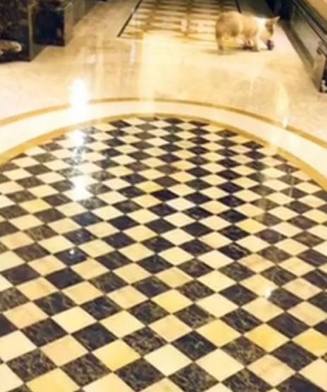 带你参观许嵩的豪宅，装修很有皇家气派，餐厅吊灯造型还是头次见