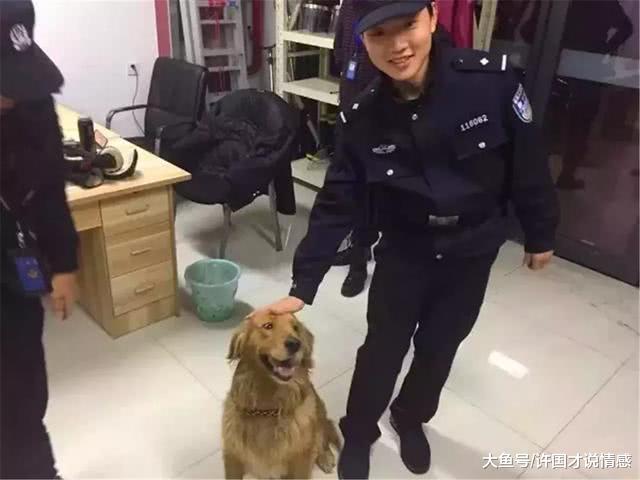 金毛跑进警局不愿离开，还嫌警犬的狗粮太难吃，警察表示很无奈