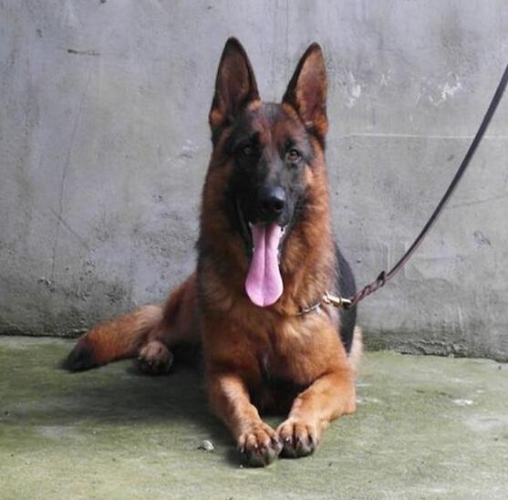 你是否具备饲养德国牧羊犬的资格