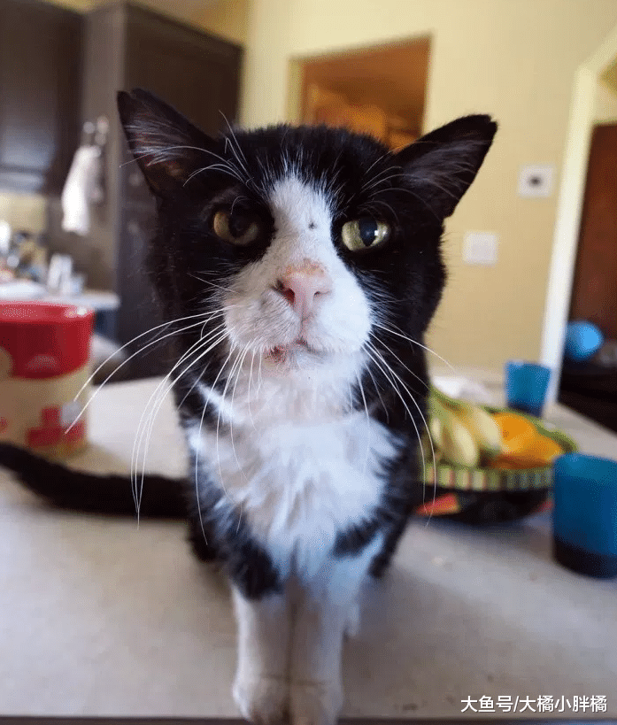 老猫在外流浪20年，被救以后渴望陪伴，现在活得更加年轻有活力