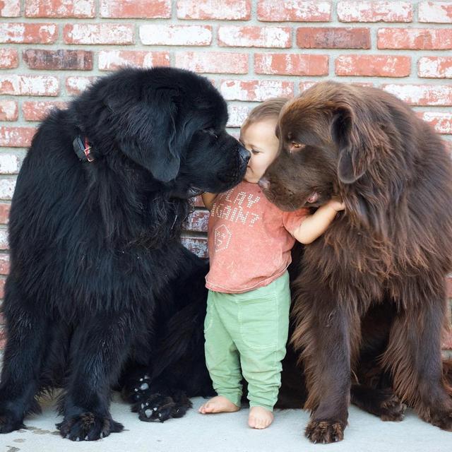 夫妇领养了72kg的狗狗，站起来一米八，看似凶猛实际小可爱