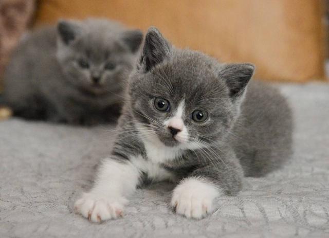 猫咪高冷？那是你没选对，这四种猫咪性格特好，喜欢撸猫的必选