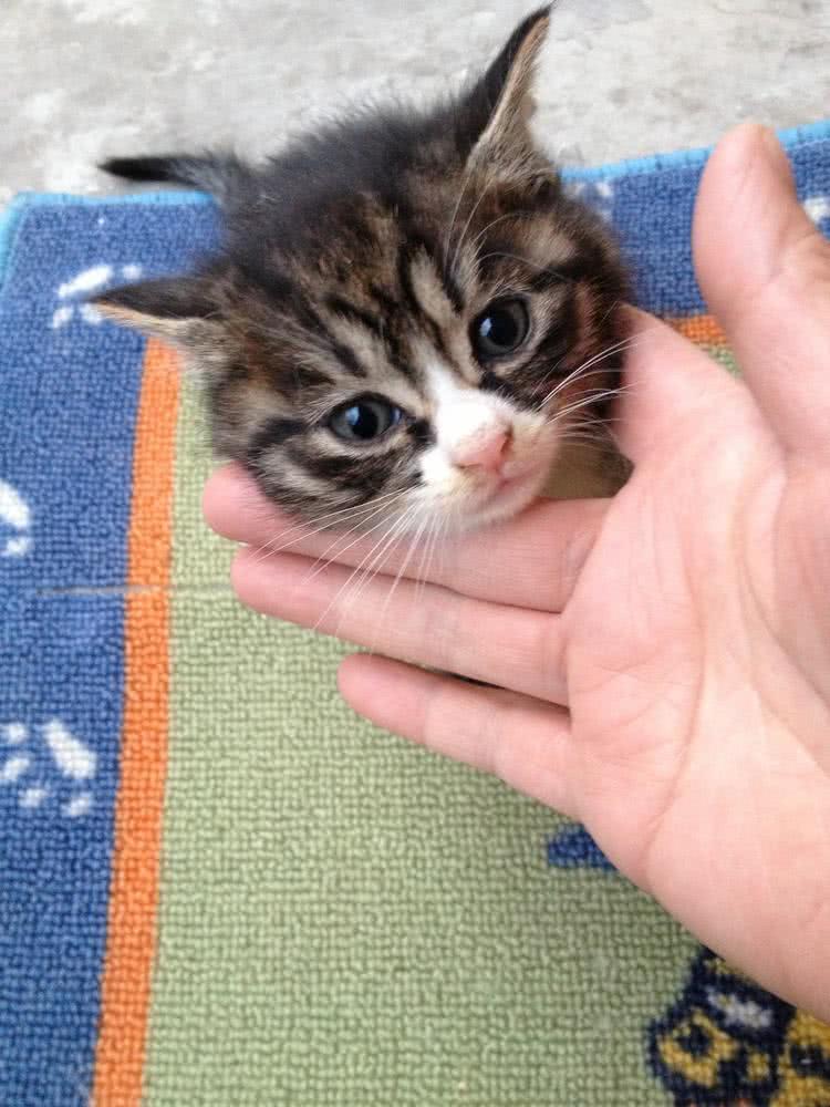 带猫咪看爷爷，不料高冷猫立马卖萌要抱抱，喵：爷爷的肩膀好舒服