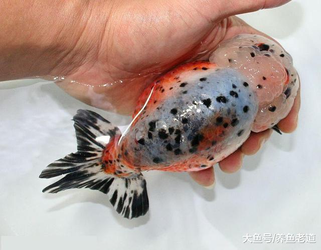 兰寿金鱼是不是金鱼里最不易饲养的品种，饲养它们有何要点？