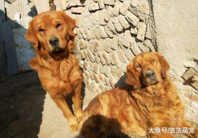 有5件事宠主不要做，会让狗狗养成坏毛病，给你带来麻烦