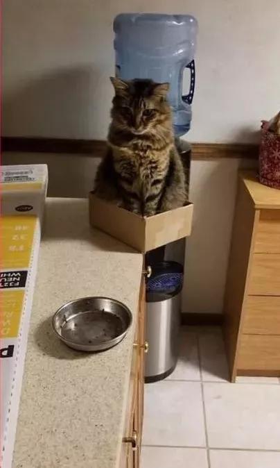 手速比猫快是种什么样的体验？