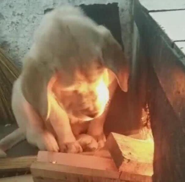狗狗守在火炉边, 主人进门就闻到一股糊味, 一看狗毛都没了