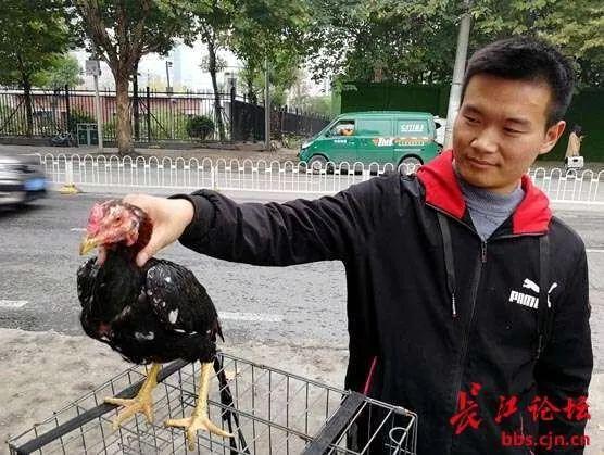 不少人把斗鸡当宠物养，一只超级斗鸡能卖10万元！