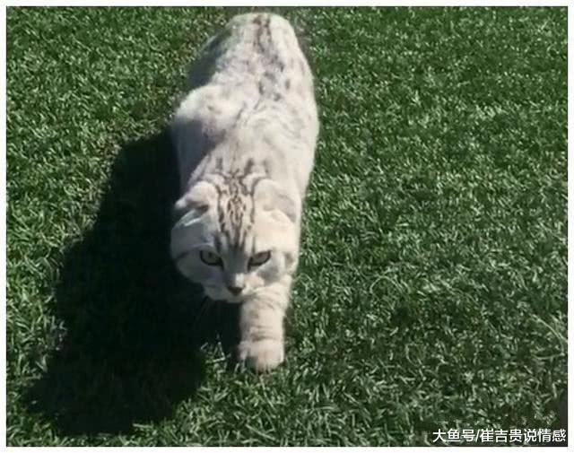 跟女友去公园散步时，看到一只走路诡异的猫，细看之下撒腿就跑！