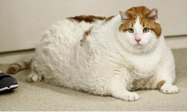 绝育后的公猫醒来，发现蛋蛋不见了！这表情有股蛋蛋的悲伤！