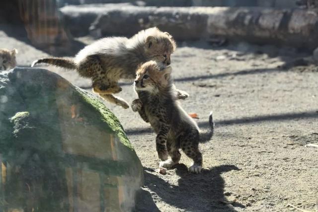 幼豹靠在媽媽背上撒嬌，旁邊兄弟感到吃醋，躲在一邊面帶落寞！
