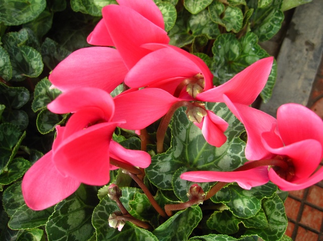 养殖仙客来的注意事项有哪些，这里知道来看看吧