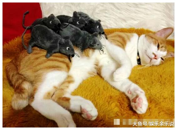 猫咪正在熟睡，男子偷偷把老鼠放在它身上，猫咪醒来一看不淡定了