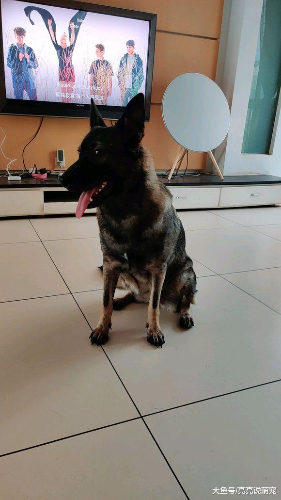 网友养了两只德牧，自从有它们之后，生活越来越有趣了