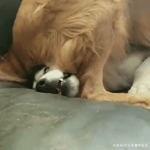 女主人领养了只黑猫，结果大白狗不开心了，狗：还敢带回家