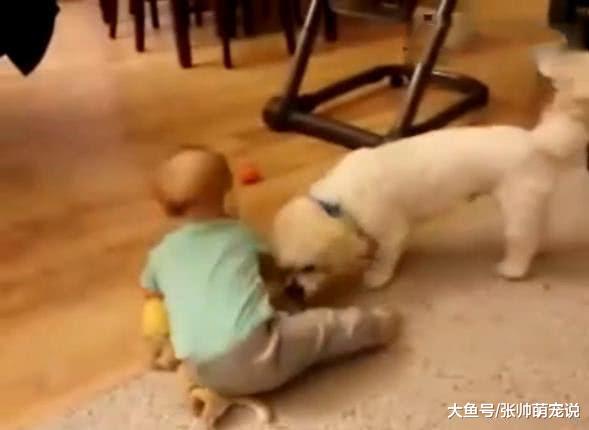 小狗用力扯宝宝的裤子，下一秒笑喷了，网友：闻到粑粑的味道了