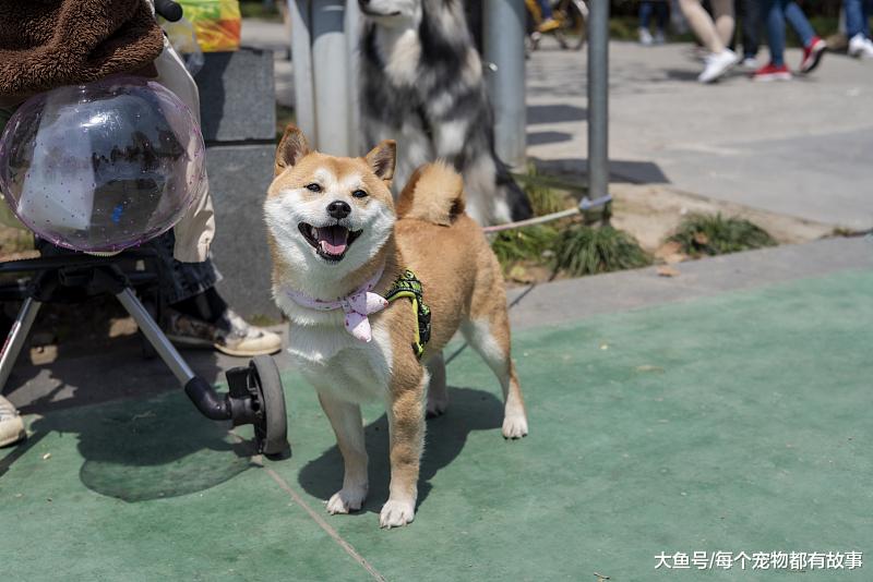 总觉得自己养的狗，不如别人家的那么聪明懂事，大家觉得呢