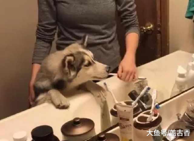主人养了只二哈，没想到哈士奇刷牙的反应，也能让主人哈哈大笑