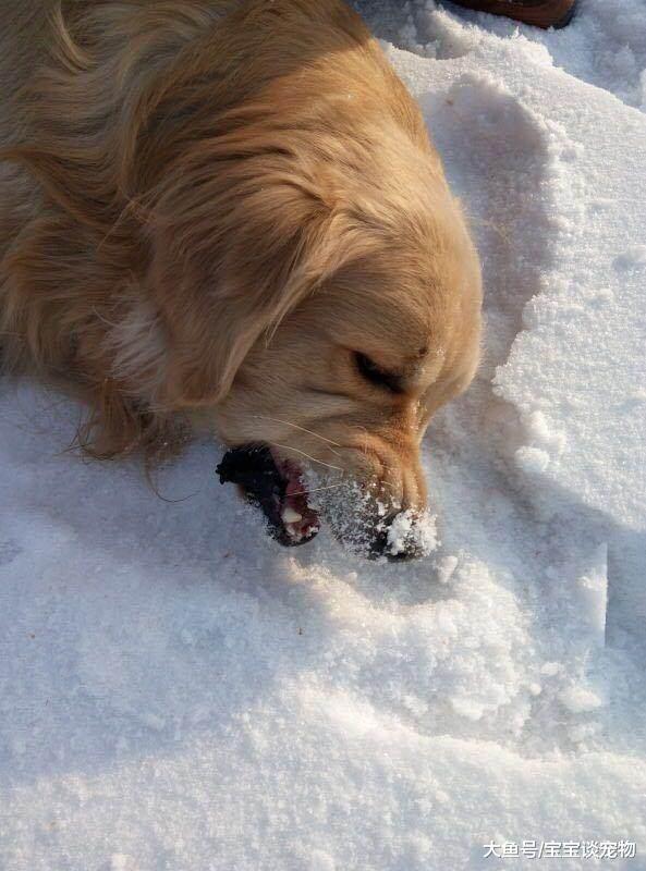 金毛出生以来第一次见雪，在雪地里干的这些事，简直蠢哭了！