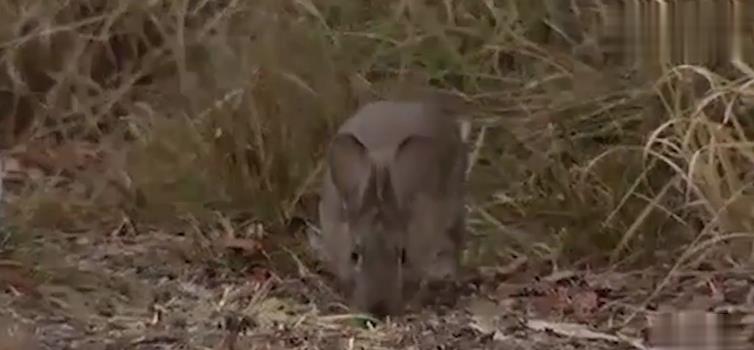 一只让别人讨厌的动物，吃光了这个国家所有的草，饿死了珍稀动物