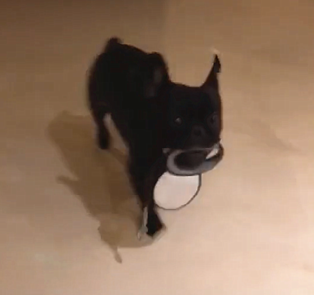 主人带着狗去买狗粮, 狗叼着狗粮撒丫子就跑, 狗: 叼狗粮我在行…