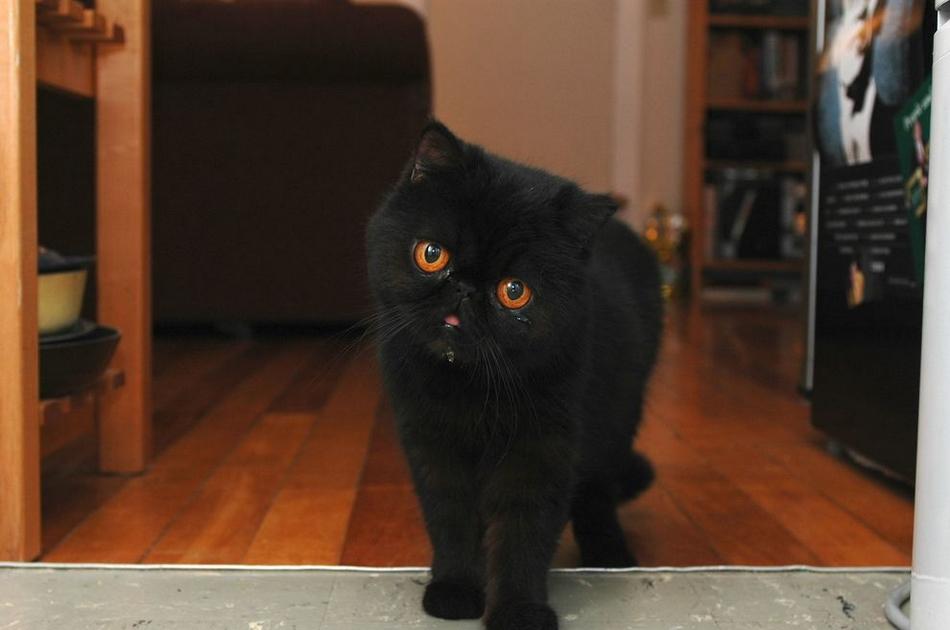 黑猫：凭什么歧视我长得黑！用你粉底液了？