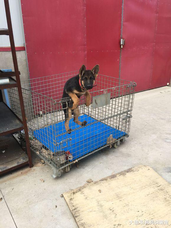 德牧想越狱没有成功，还差点儿被“锁喉”，狗：惊险！