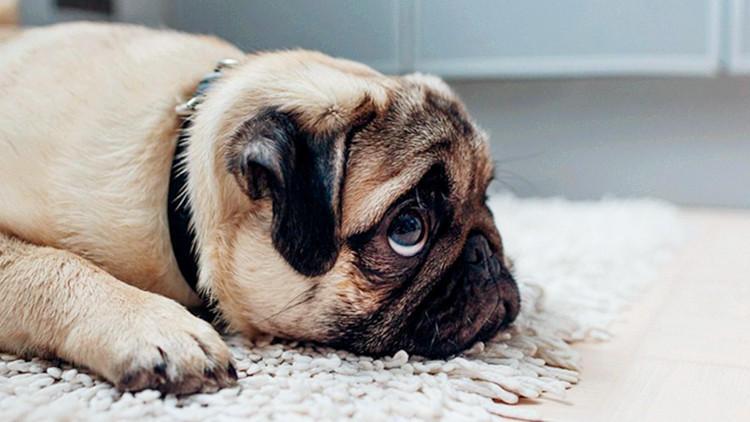 如何教训犯错狗狗? 可不是打骂那么简单