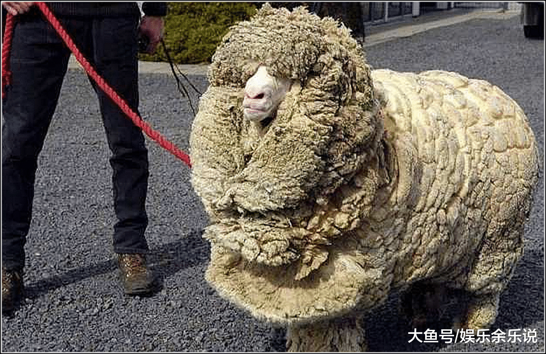 男子家里急用钱，把养了十几年的羊剪毛卖了，剪完后直接泪崩了