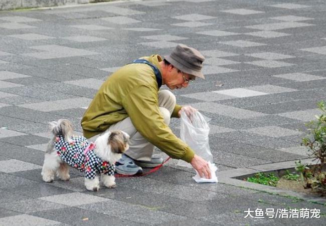 狗狗对你没这5种表现，说明它只是把你当伙伴，甚至是“小弟”