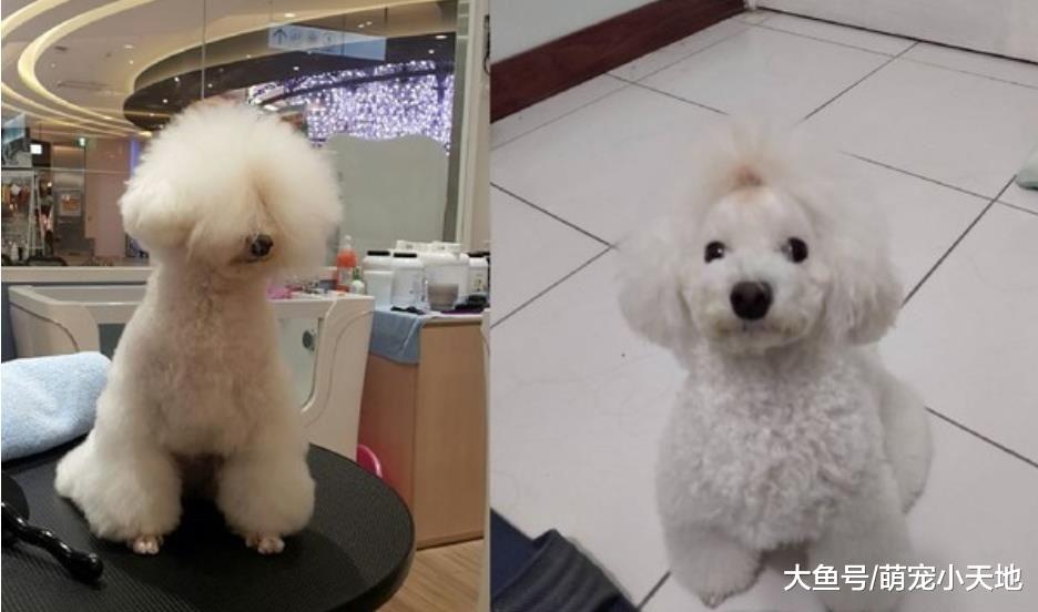 贵宾犬自动趴下绑头发，杂乱杂毛变贵族旁分：有水吗？