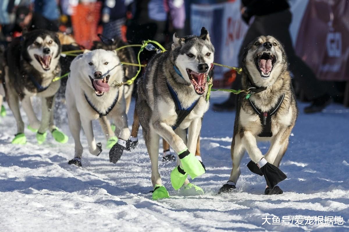 这年头，连哈士奇都有人遗弃？不能接受这5个缺点，请别养二哈