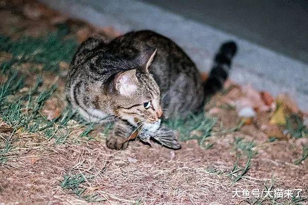 澳大利亚野兔泛滥成灾，为何不引入猫科动物中最爱吃野兔的猞猁？