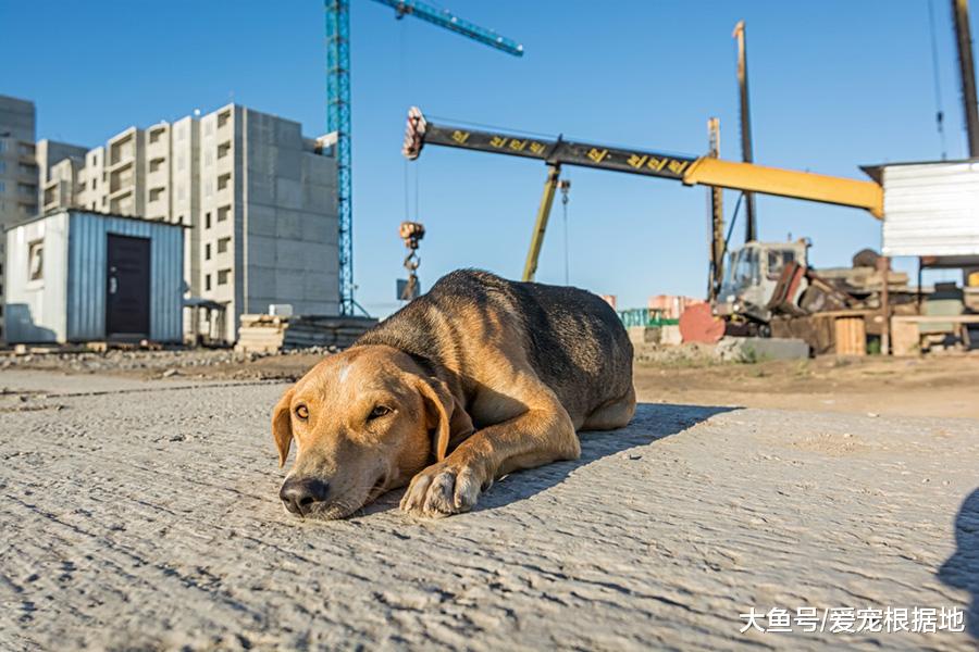流浪狗钻进陌生人家里倒头就睡，好心人带它去医院，竟取出半盆寄生虫