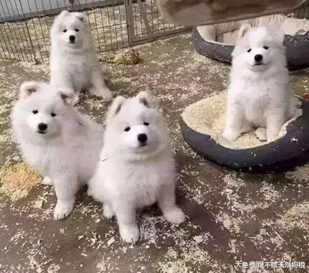 想养狗的别急，这5种狗售价2000以内，每一只都很适合家养！