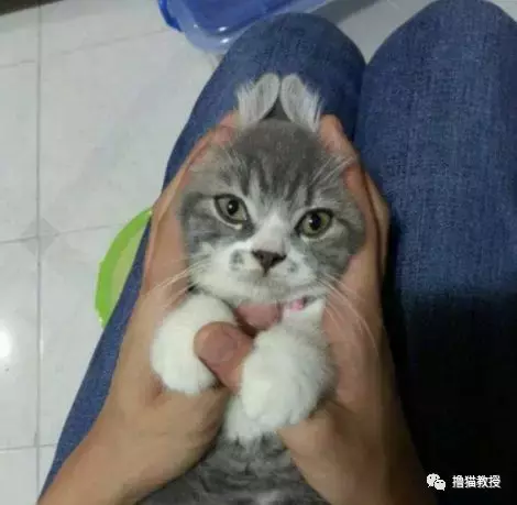 托天气的福, 我终于被猫宠幸了一回