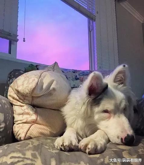 一只又聋又瞎的狗狗在黑暗中等死，为了让它重生，姑娘研发了一套手语