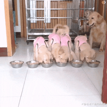 金毛生了6只宝宝，“夫妻”一起带娃，没想到狗爸更上心