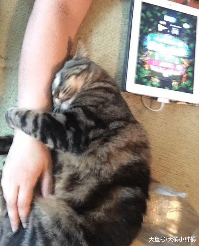 小猫被母亲抛弃，被救后喜欢抱着手臂睡觉，这种报恩行为太可爱了