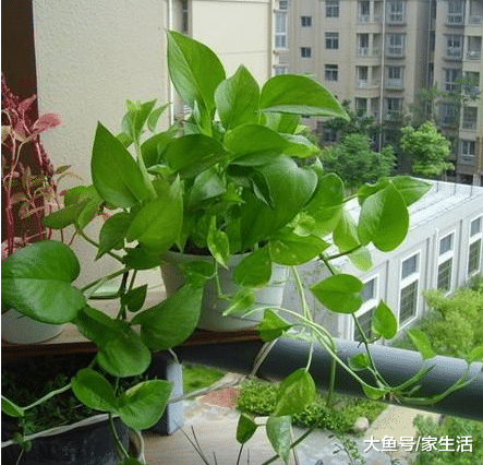 家里不要養綠蘿吊蘭了，聰明人都養此花，一年四季開花不斷