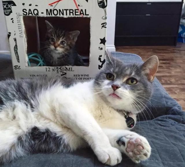 猫妈妈抛弃刚出生不久的“失明”小猫，幸遇爱心铲屎官而重获新生