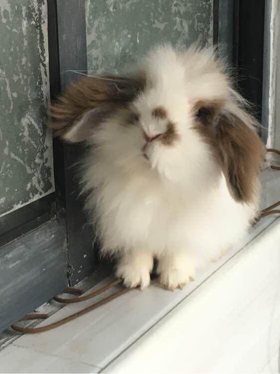 就是这只兔子，今天它充分证明了自己：我乃哈士奇转世