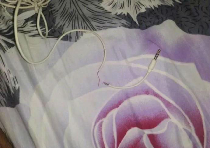 喵咪咬坏主人耳机线，带回小蛇作为补偿，主人凌乱了！