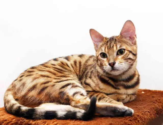 猫界的6种“人民币玩家”，高价引人注目，买得起的都是土豪！